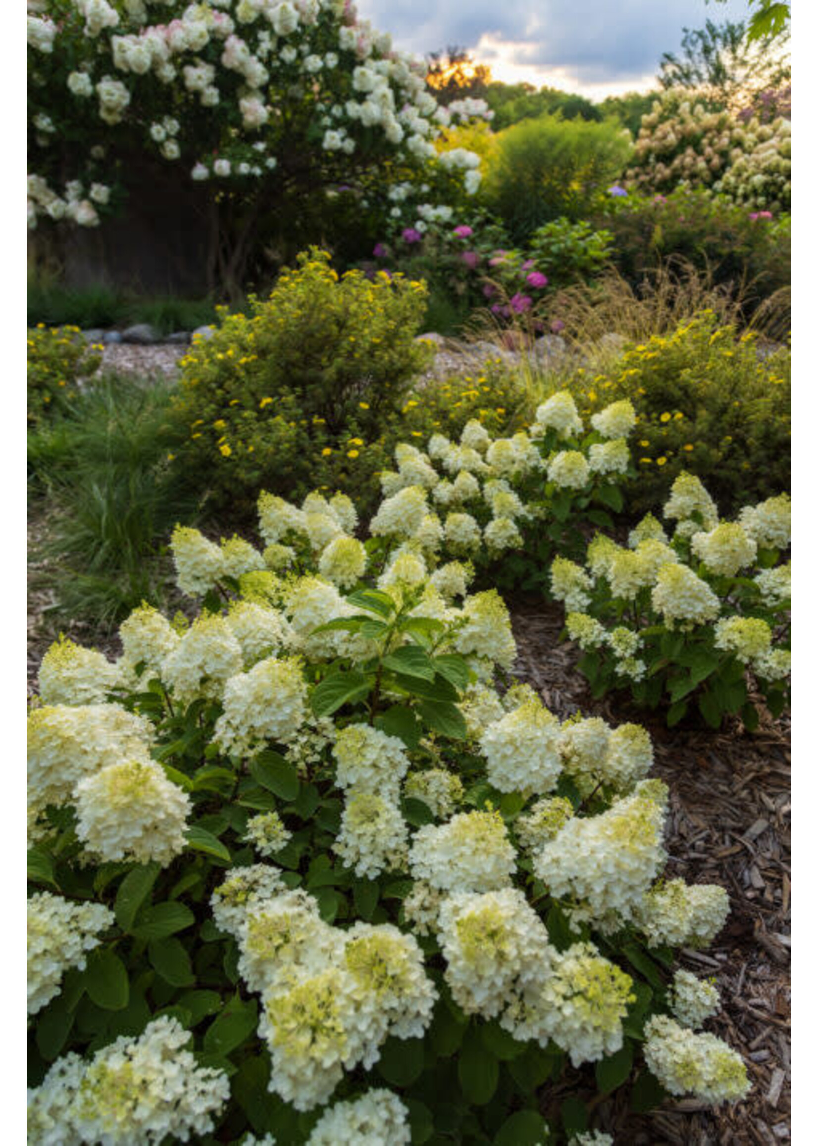 Hydrangea panic. Little Hottie, Hydrangea - Hardy, Little Hottie, #3