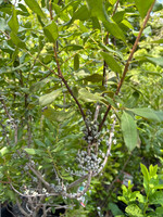 Myrica pensylvanica, Northern Bayberry #7