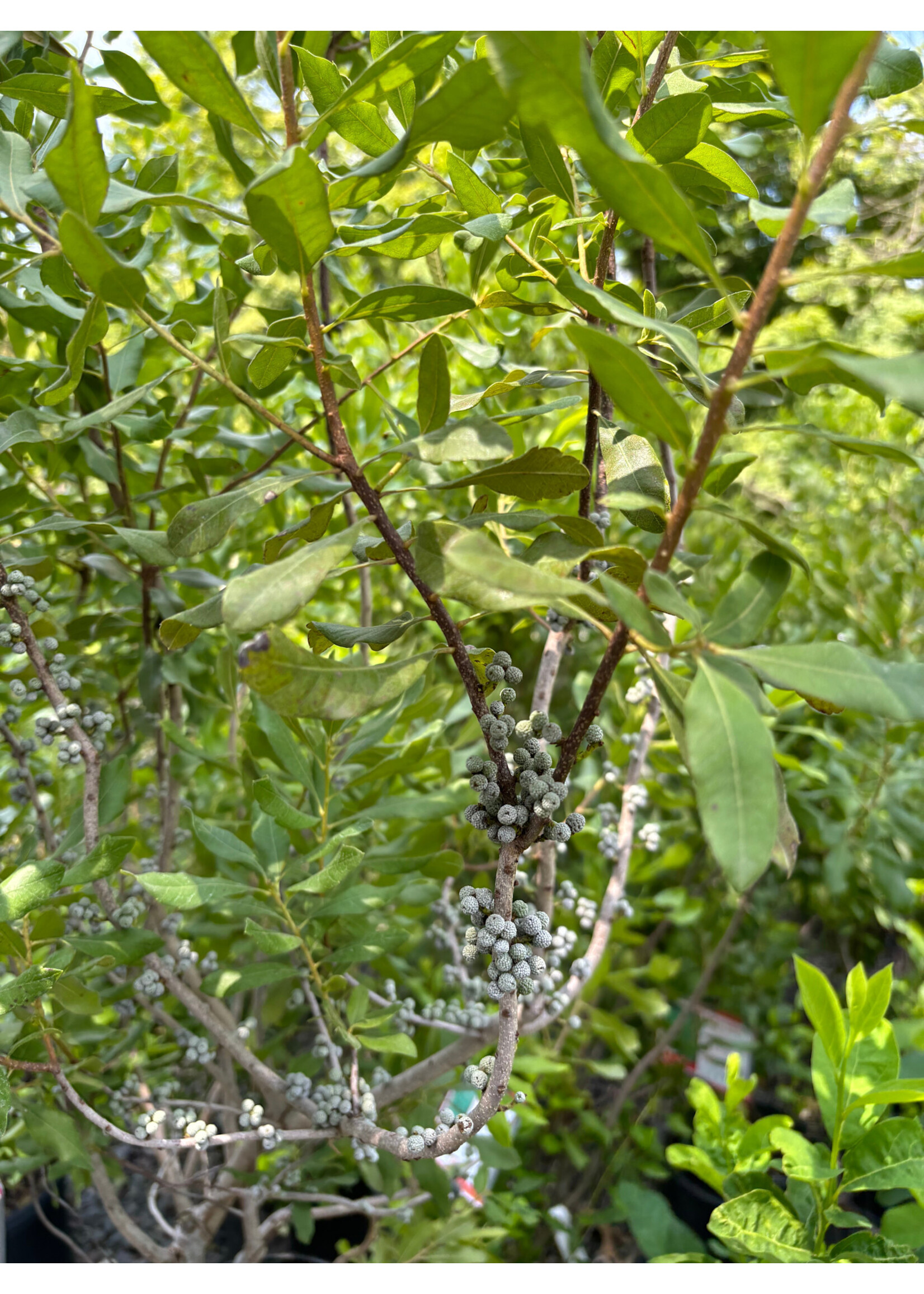 Myrica pensylvanica, Northern Bayberry #7