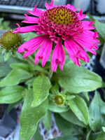 Echinacea pur. Delicious Candy, Coneflower #1