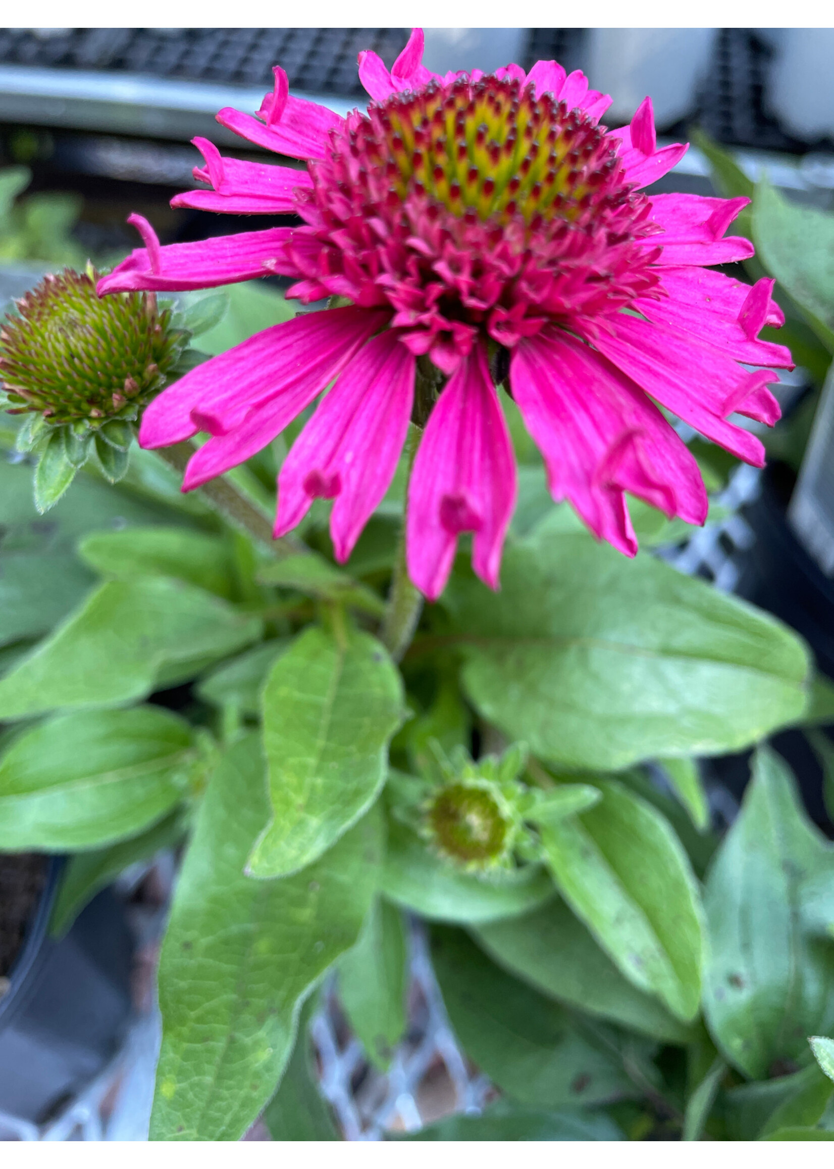 Echinacea pur. Delicious Candy, Coneflower #1