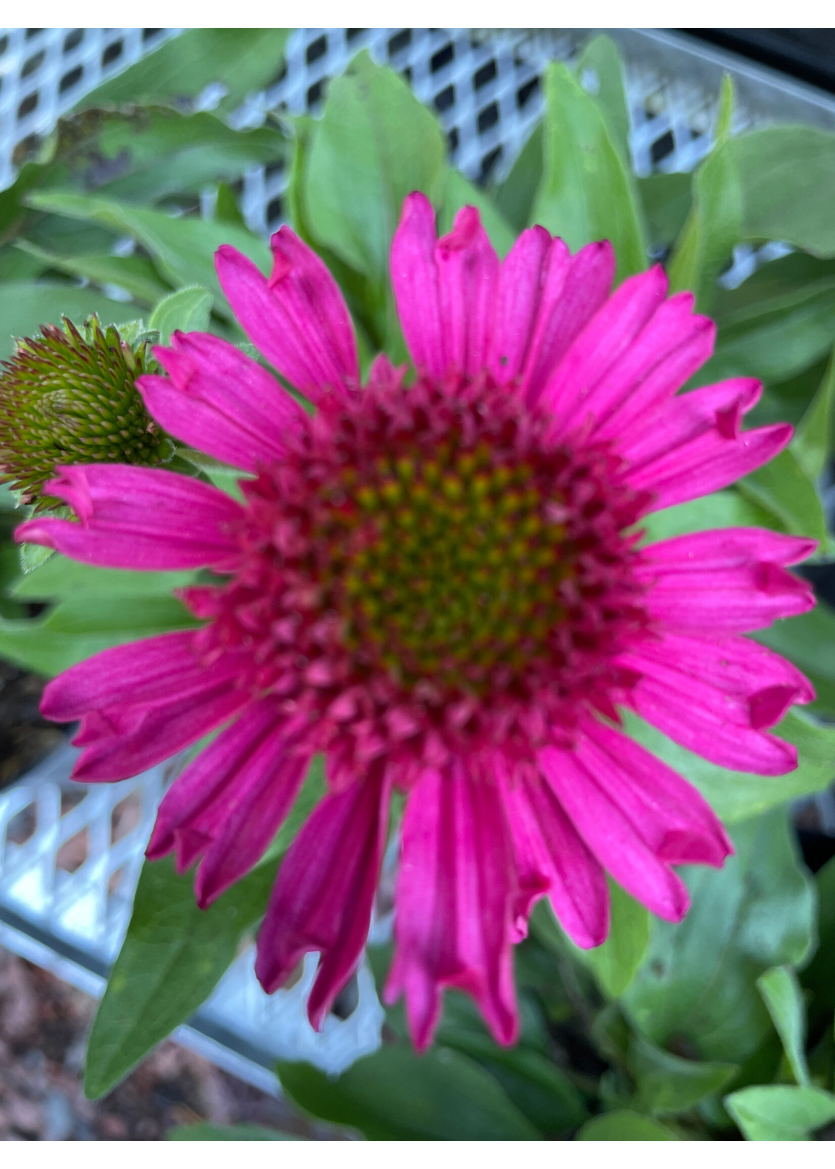 Echinacea pur. Delicious Candy, Coneflower #1