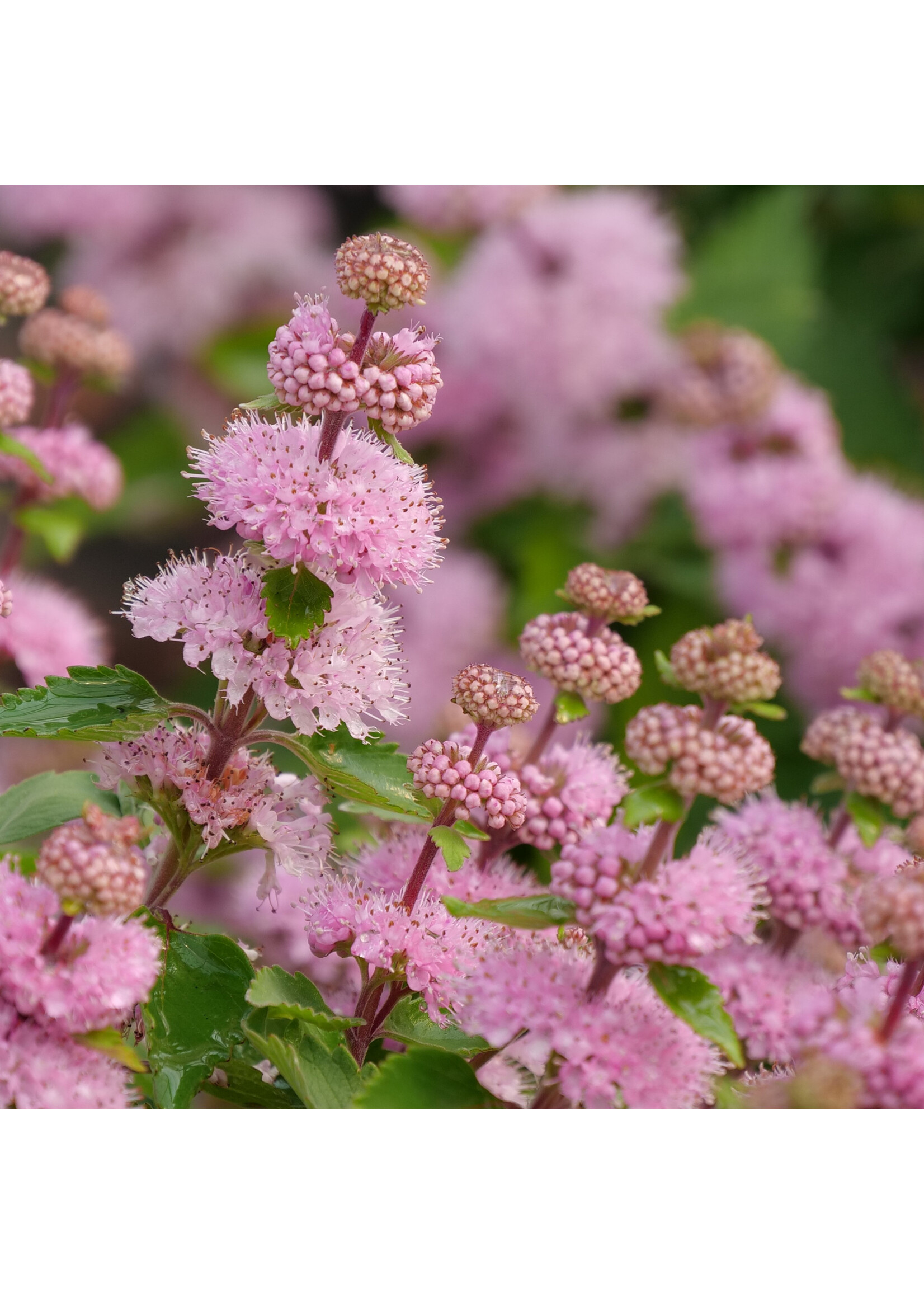 Caryopteris Beyond Pink'd, Bluebeard