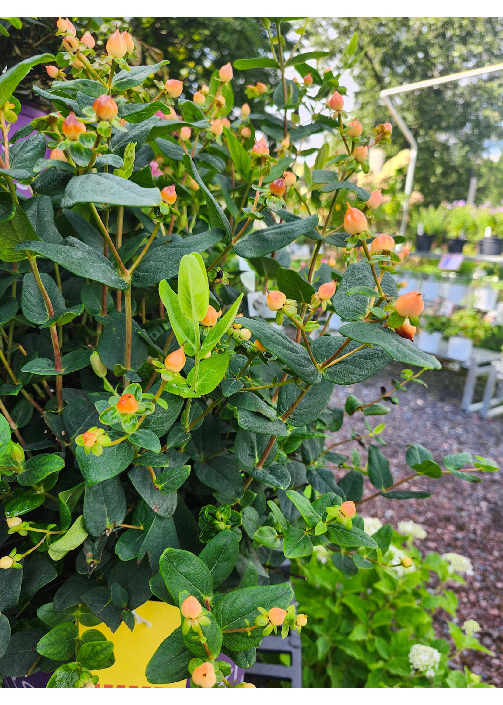 Hypericum calycinum St. John's Wort, #1
