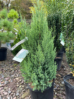 Juniperus chinensis Blue Point, Upright juniper #3 Container