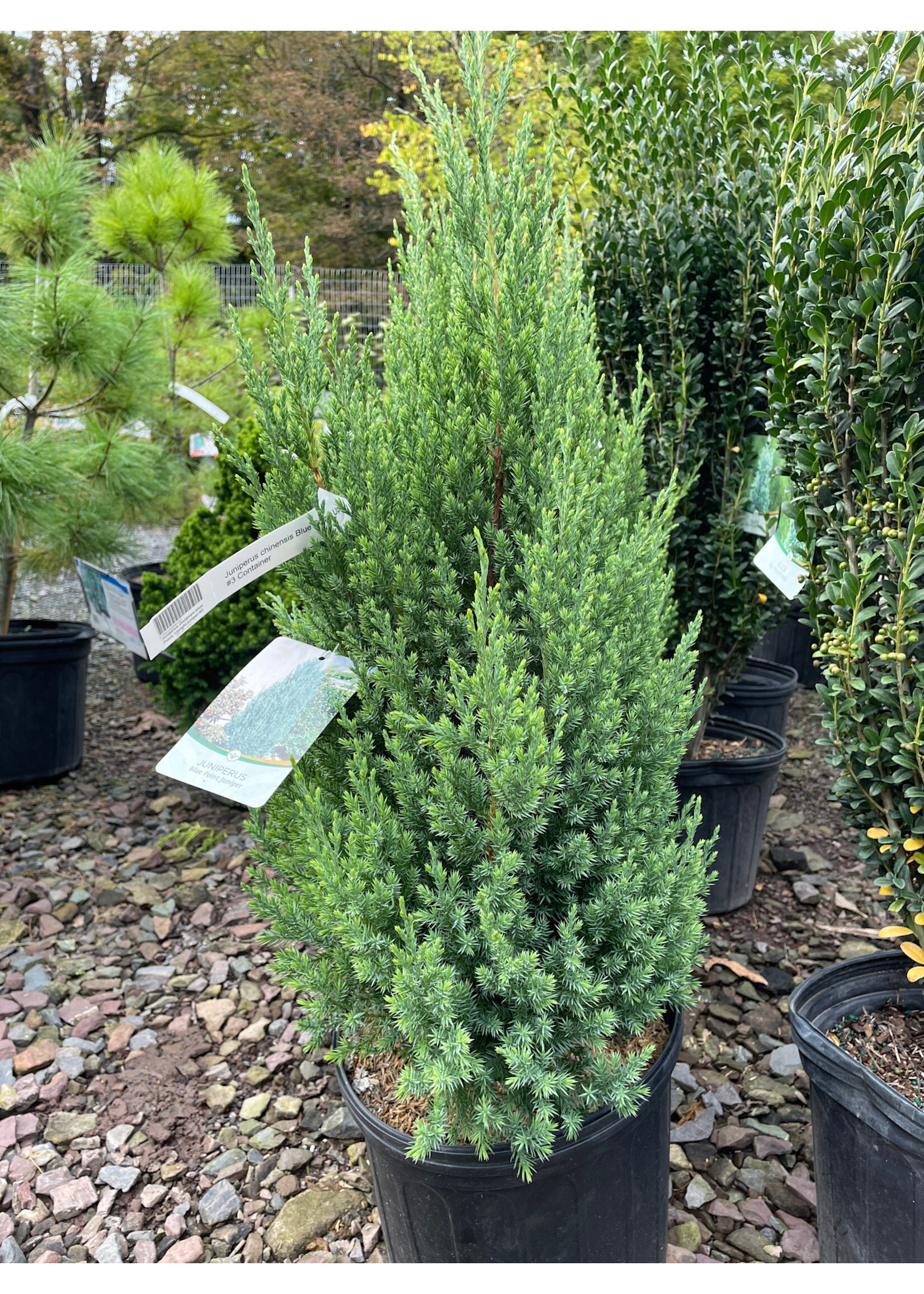 Juniperus chinensis Blue Point, Upright juniper #3 Container