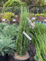 Juniperus scopulorum 'Blue Arrow'