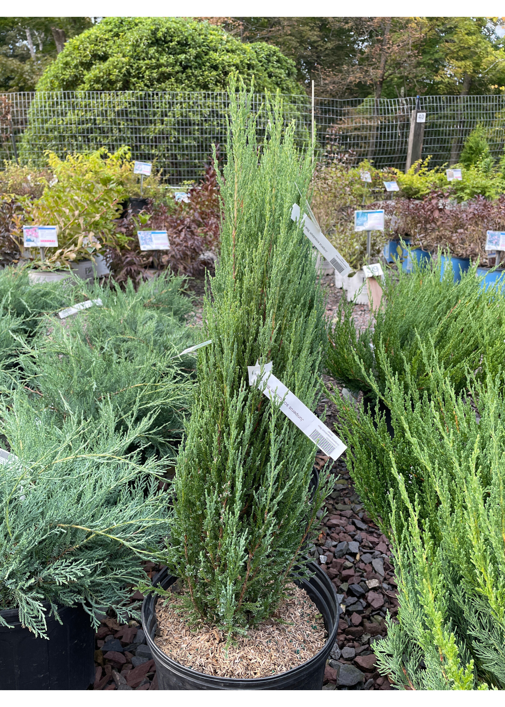 Juniperus scopulorum 'Blue Arrow'