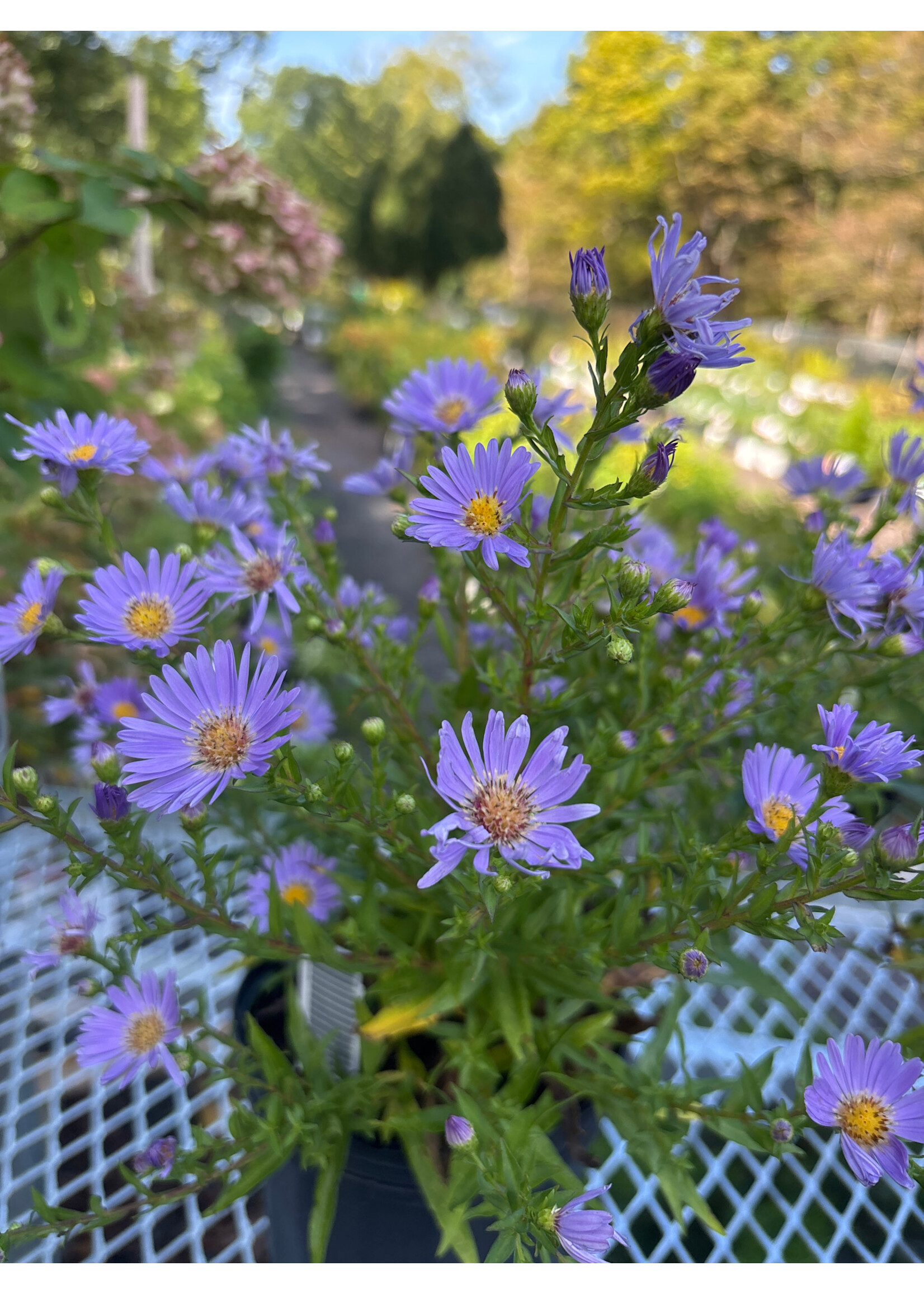 Aster dum. Wood's Blue,  Aster, Wood's Blue, #1