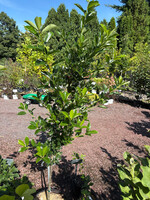 Nyssa sylvatica green gable tupelo