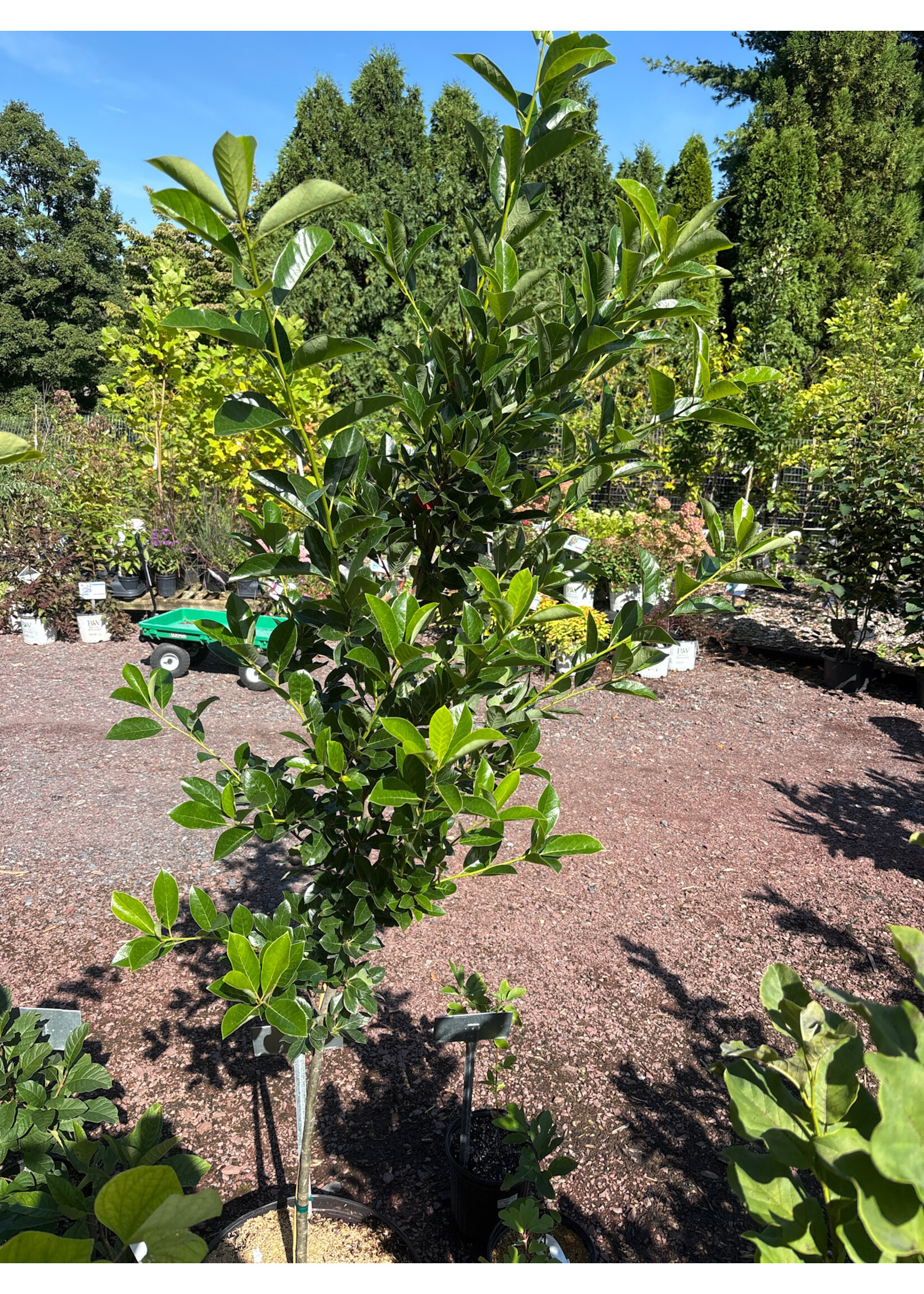Nyssa sylvatica green gable tupelo