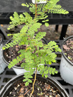 Amorpha canescens, Lead Plant #1