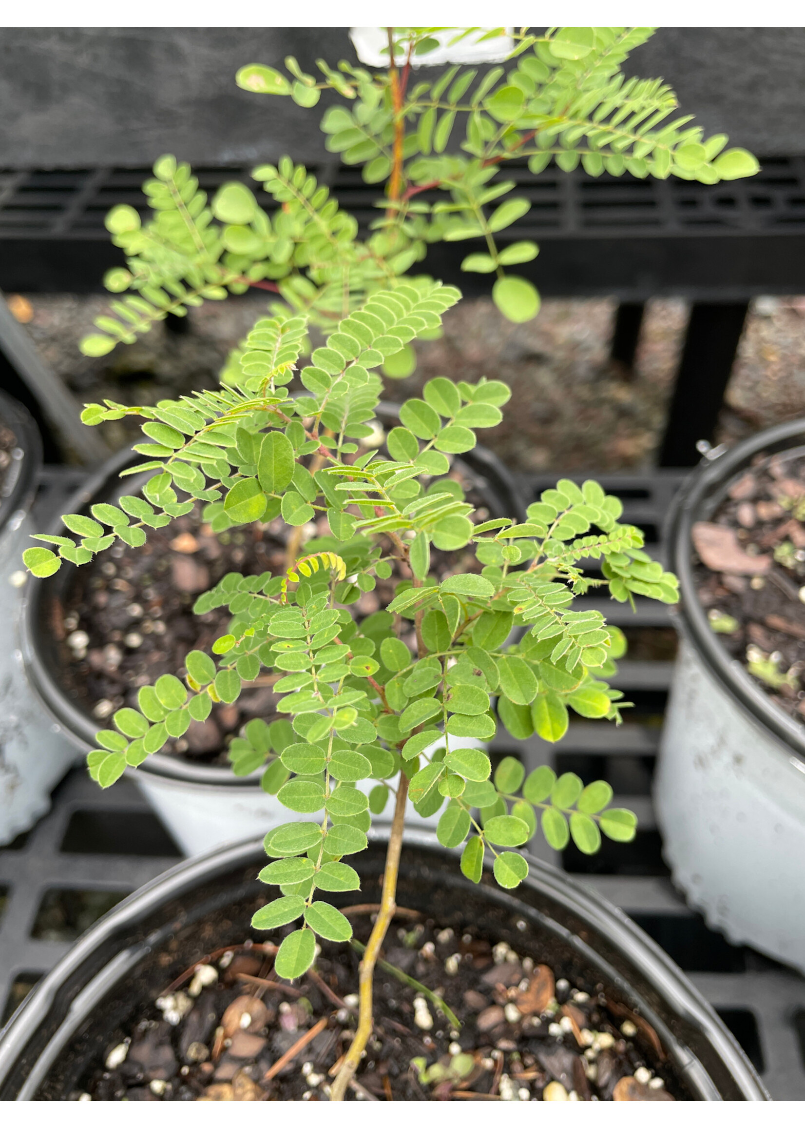 Amorpha canescens, Lead Plant #1