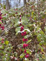 Symphoricarpos orbiculatus, Coral berry #1