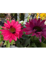 Echinacea pur.  Sunseekers Sweet  Fuchsia Coneflower,  #1
