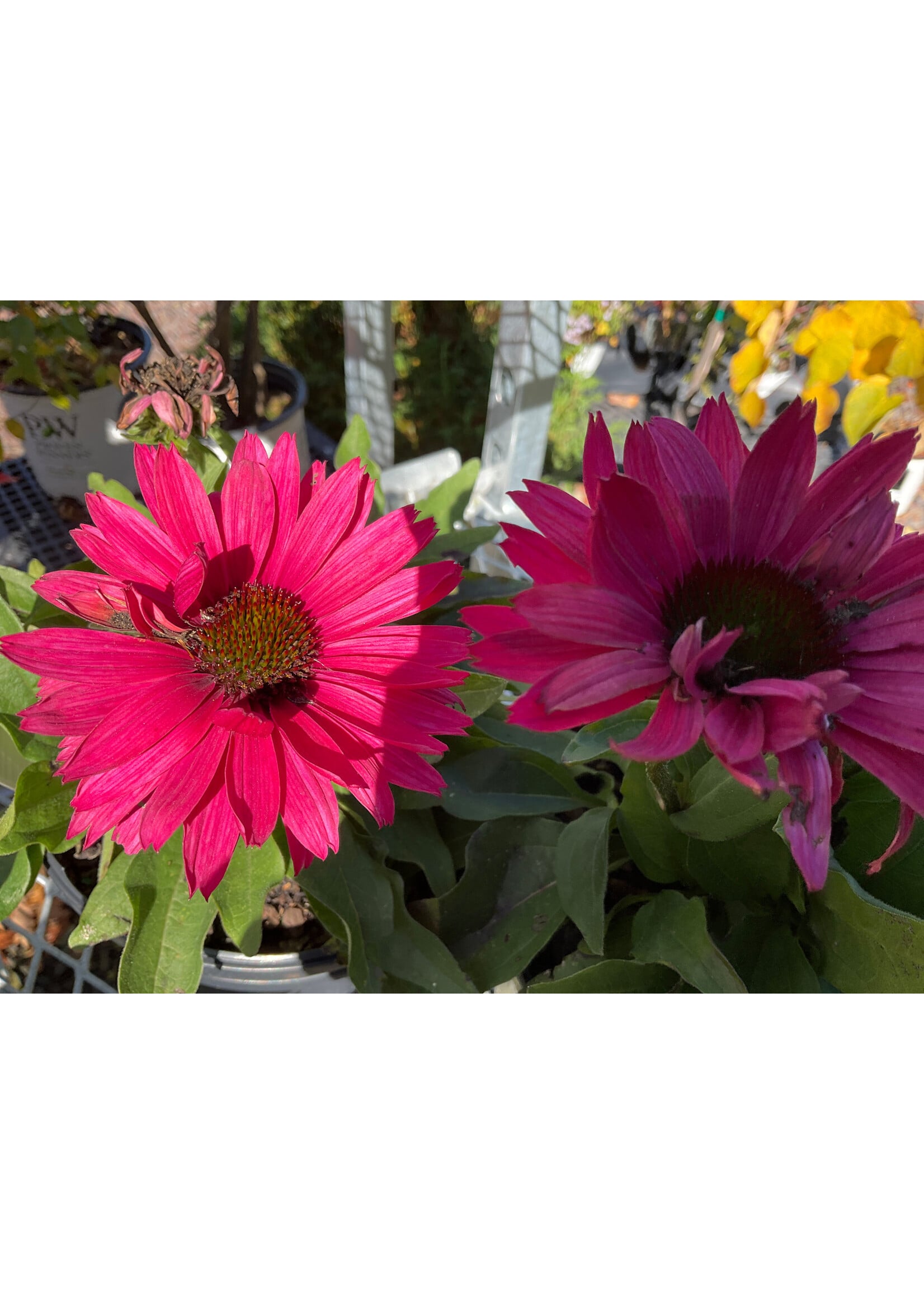 Echinacea pur.  Sunseekers Sweet  Fuchsia Coneflower,  #1