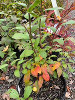 Itea virginica- Sweetspire #3 container