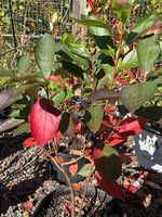 Aronia melanocarpa var. Elata- Black Chokeberry, #3