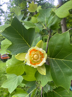 Liriodendron tulipifera Tulip Tree, #5 Container