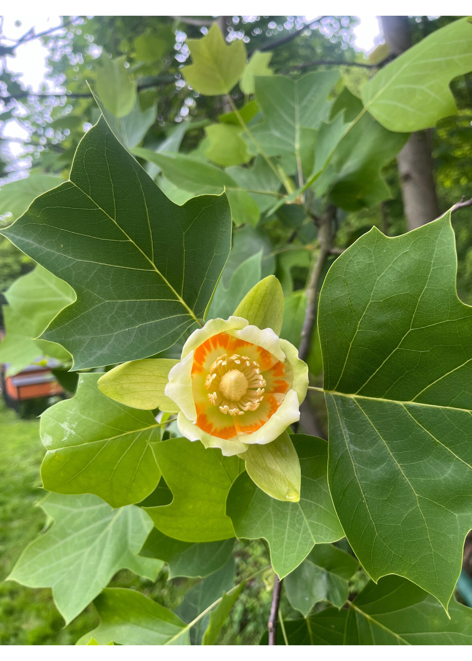 Liriodendron tulipifera Tulip Tree, #5 Container