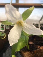 Spring Ephemerals Trillium grandiflorum, 1 QT