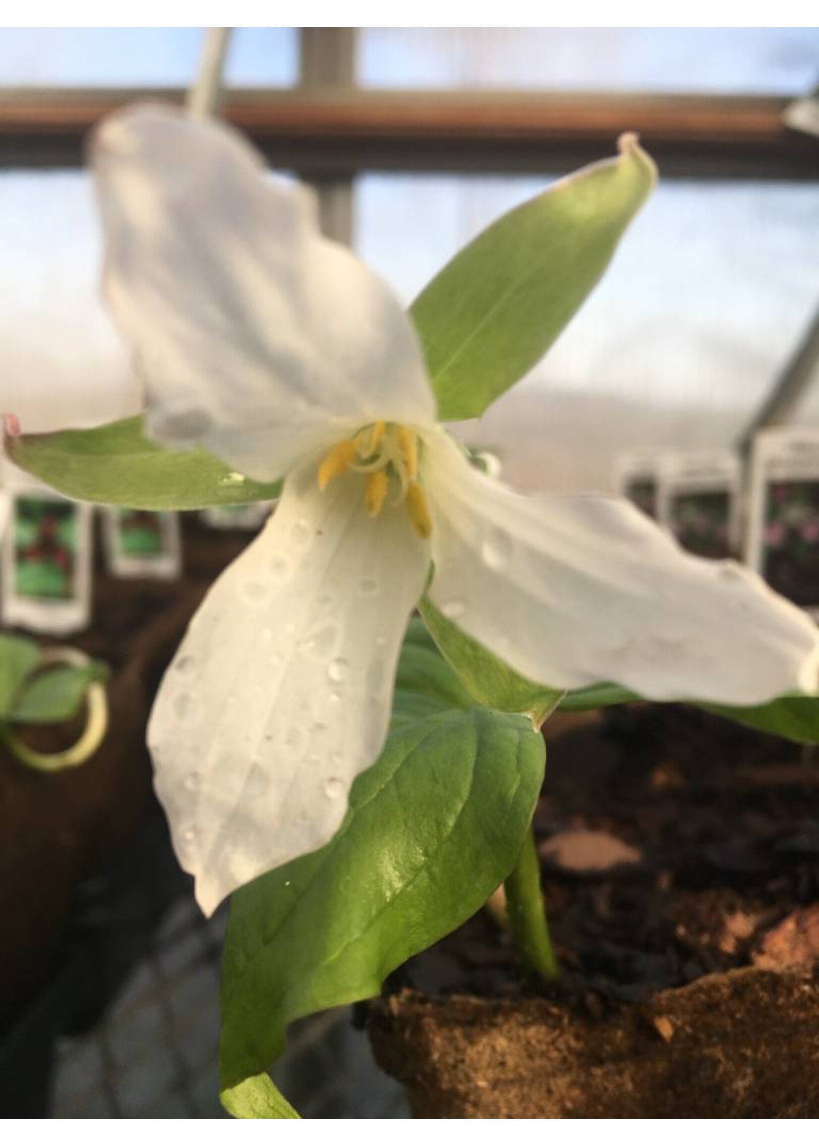 Spring Ephemerals Trillium grandiflorum, 1 QT