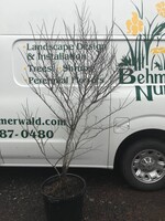 Cercis can. Ace of Hearts Redbud - Eastern, Ace of Hearts, #15