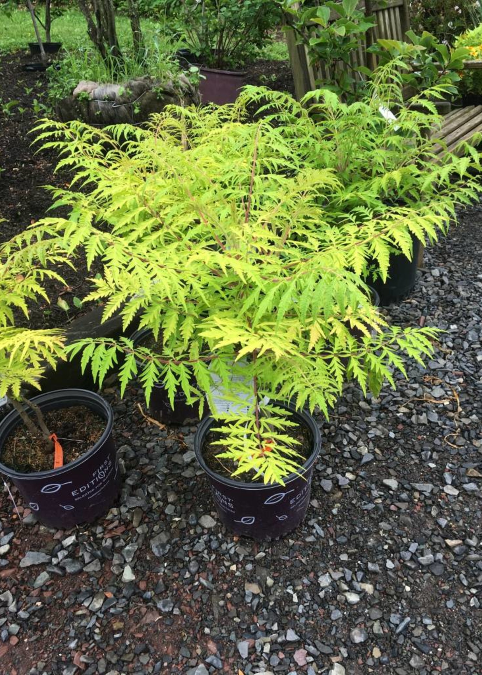 Rhus tiger eyes deals