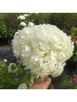 Hydrangea arbor. Abetwo Hydrangea - Smooth, Incrediball, #3