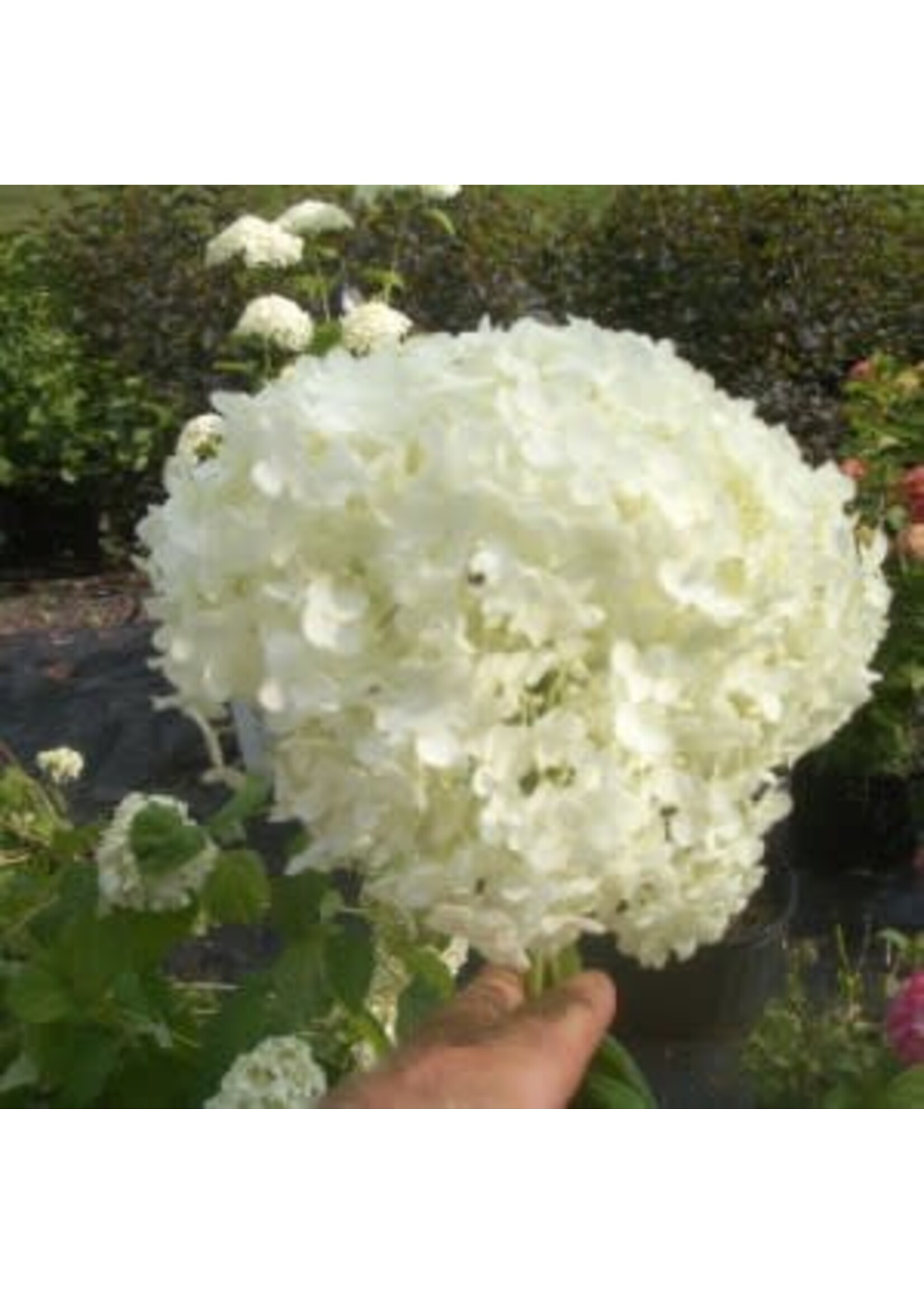Hydrangea arbor. Abetwo Hydrangea - Smooth, Incrediball, #3