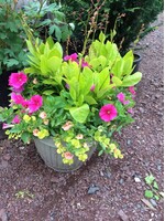 Urn, Color bowl 12'' assorted  mixed container