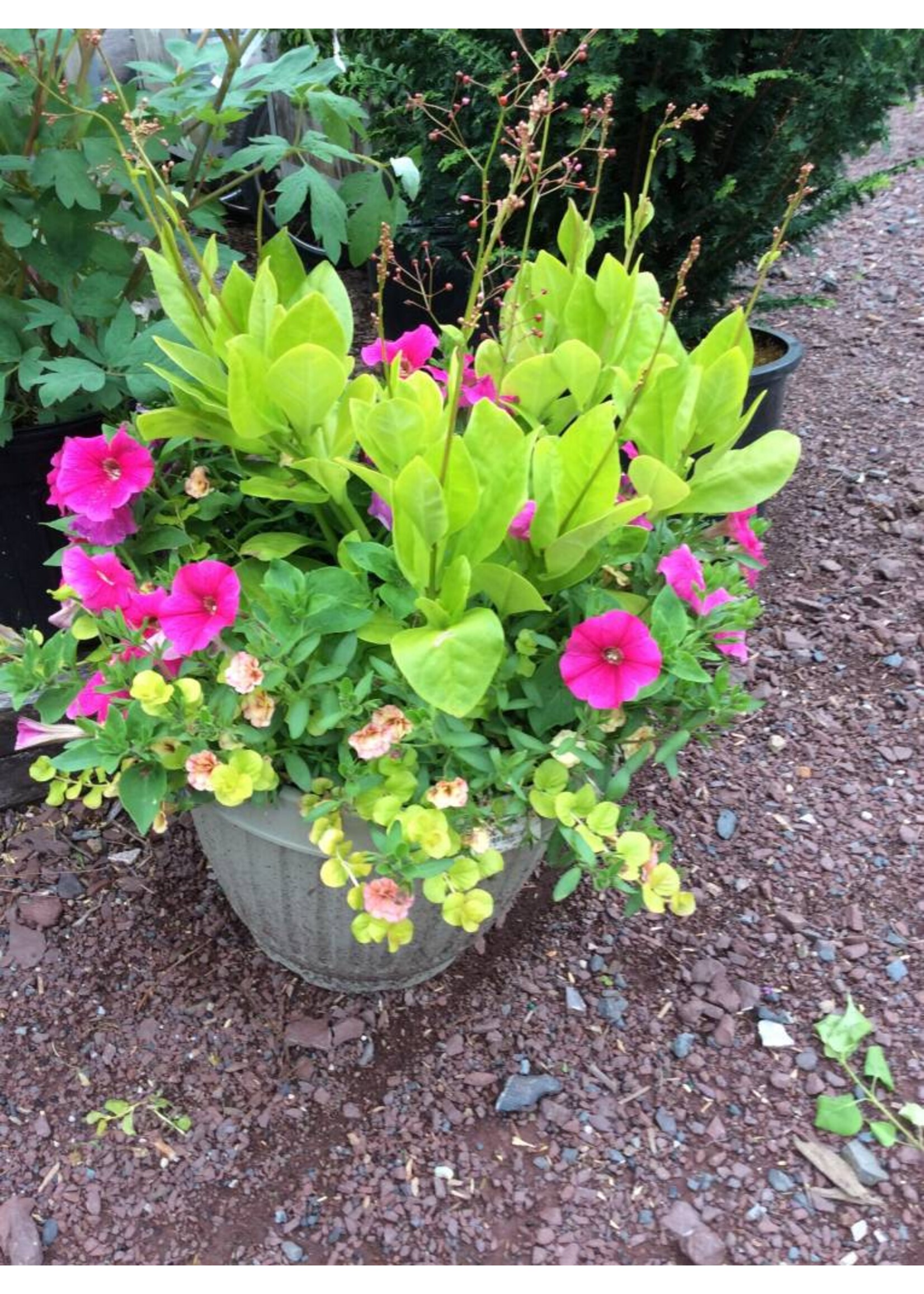 Urn, Color bowl 12'' assorted  mixed container