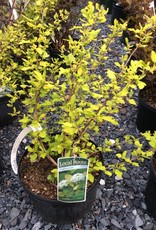 Physocarpus Opul Festivus Gold Ninebark Festivus Gold 3 Behmerwald Nursery
