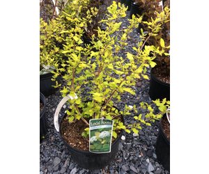 Physocarpus Opul Festivus Gold Ninebark Festivus Gold 3 Behmerwald Nursery