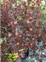 Physocarpus opul. Seward Ninebark, Summerwine black, #3