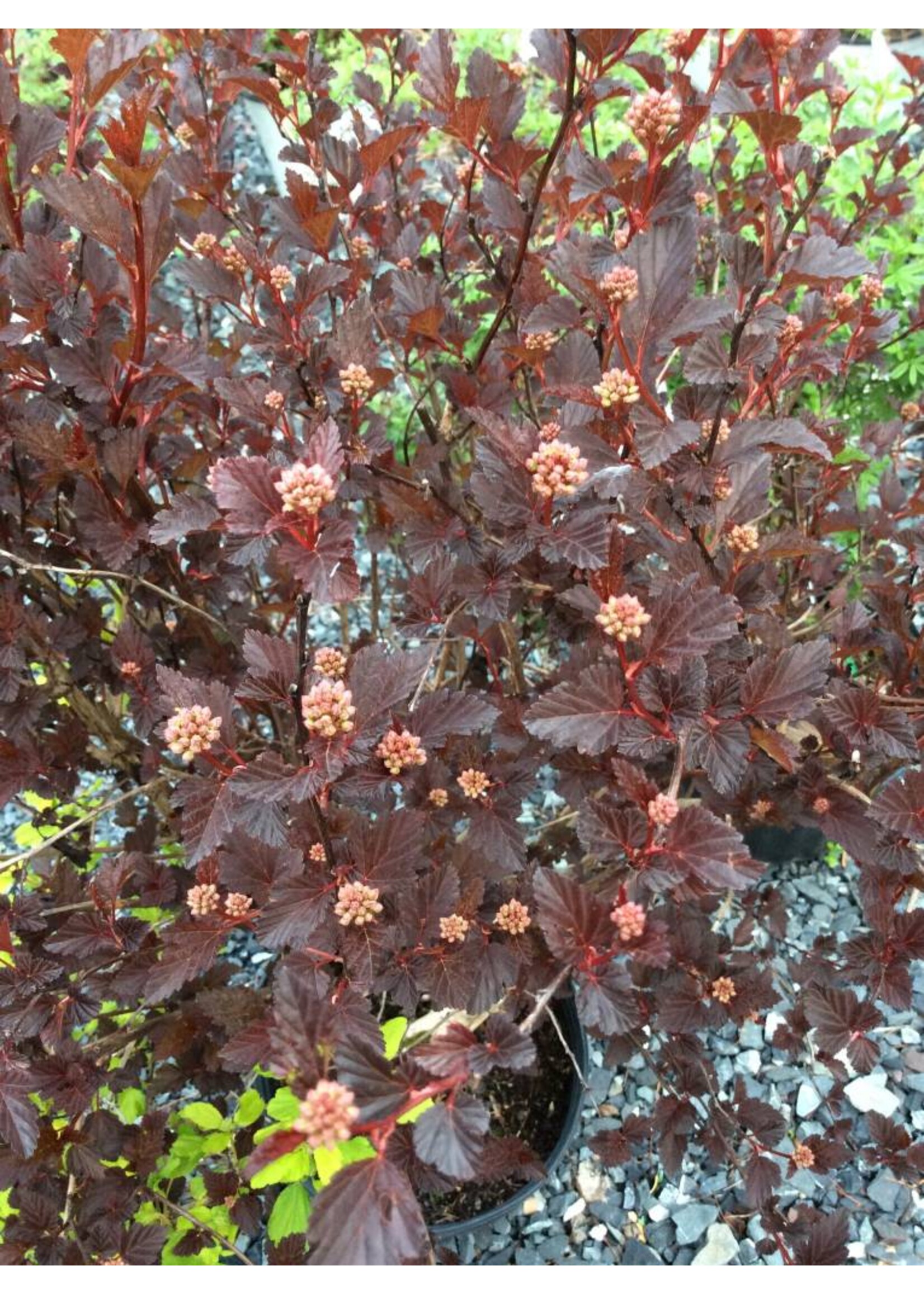 Physocarpus opul. Seward Ninebark, Summerwine, #3