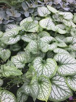 Brunnera mac. Jack Frost Brunnera, Jack Frost, #1