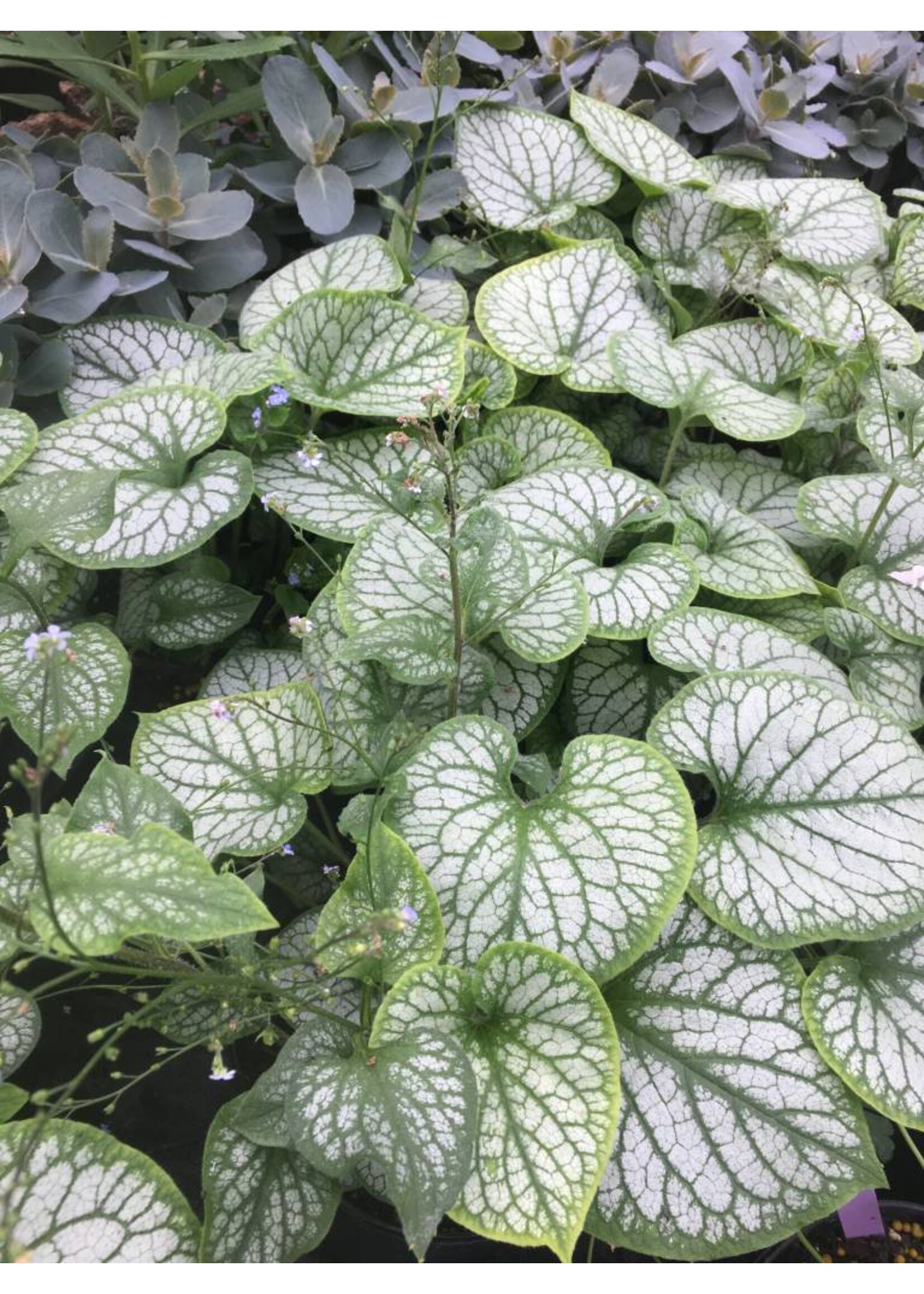 Brunnera mac. Jack Frost Brunnera, Jack Frost, #1