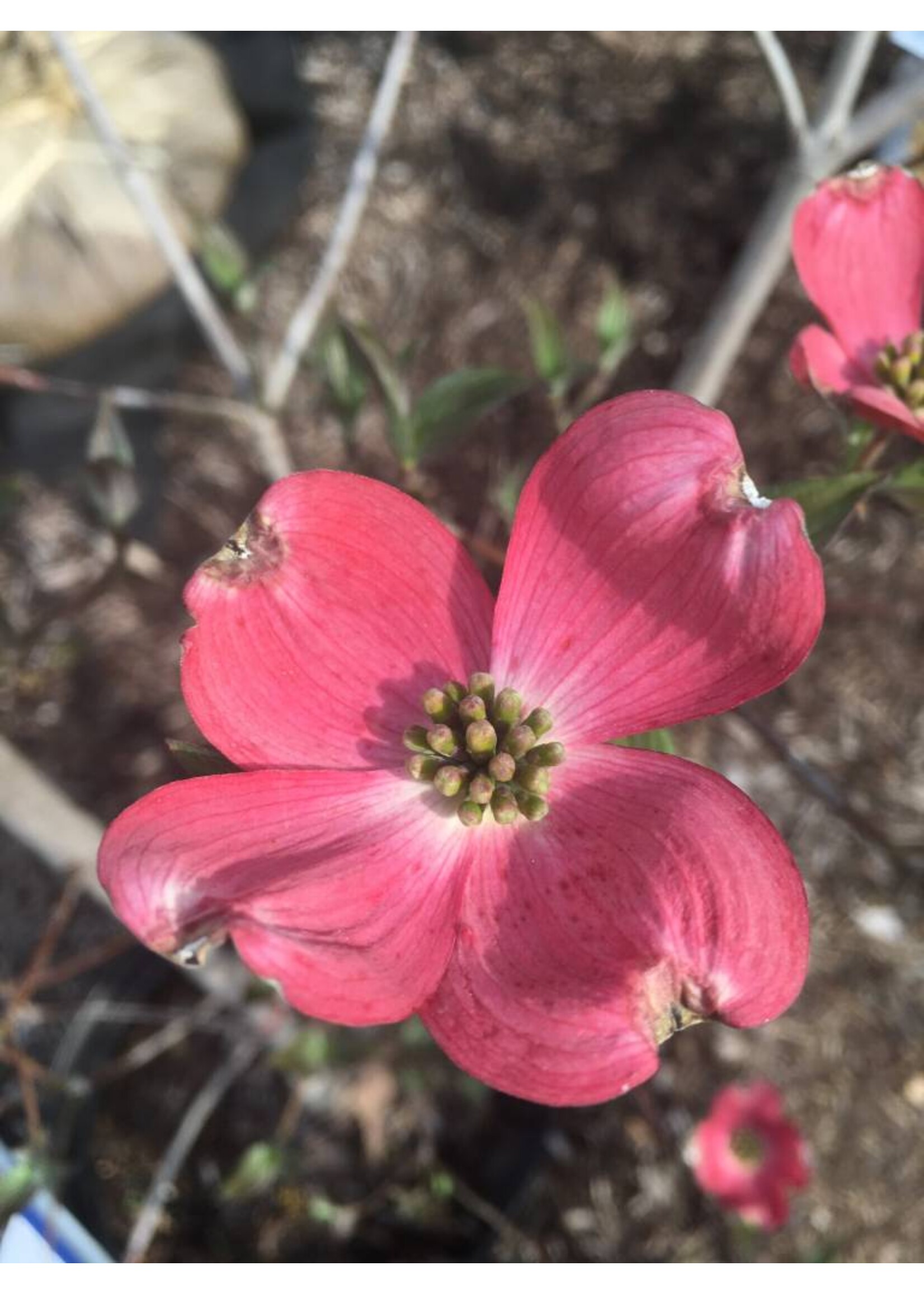 Cornus florida Cherokee Chief Dogwood - Flowering, Cherokee Chief, #7