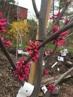 Cercis can. Appalachian Red Redbud - Eastern, Appalachian Red, #7