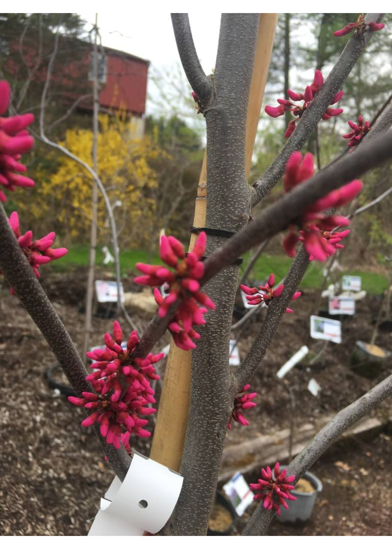 Cercis can. Appalachian Red Redbud - Eastern, Appalachian Red, #7