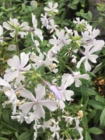 Phlox divar. May Breeze Phlox - May Breeze