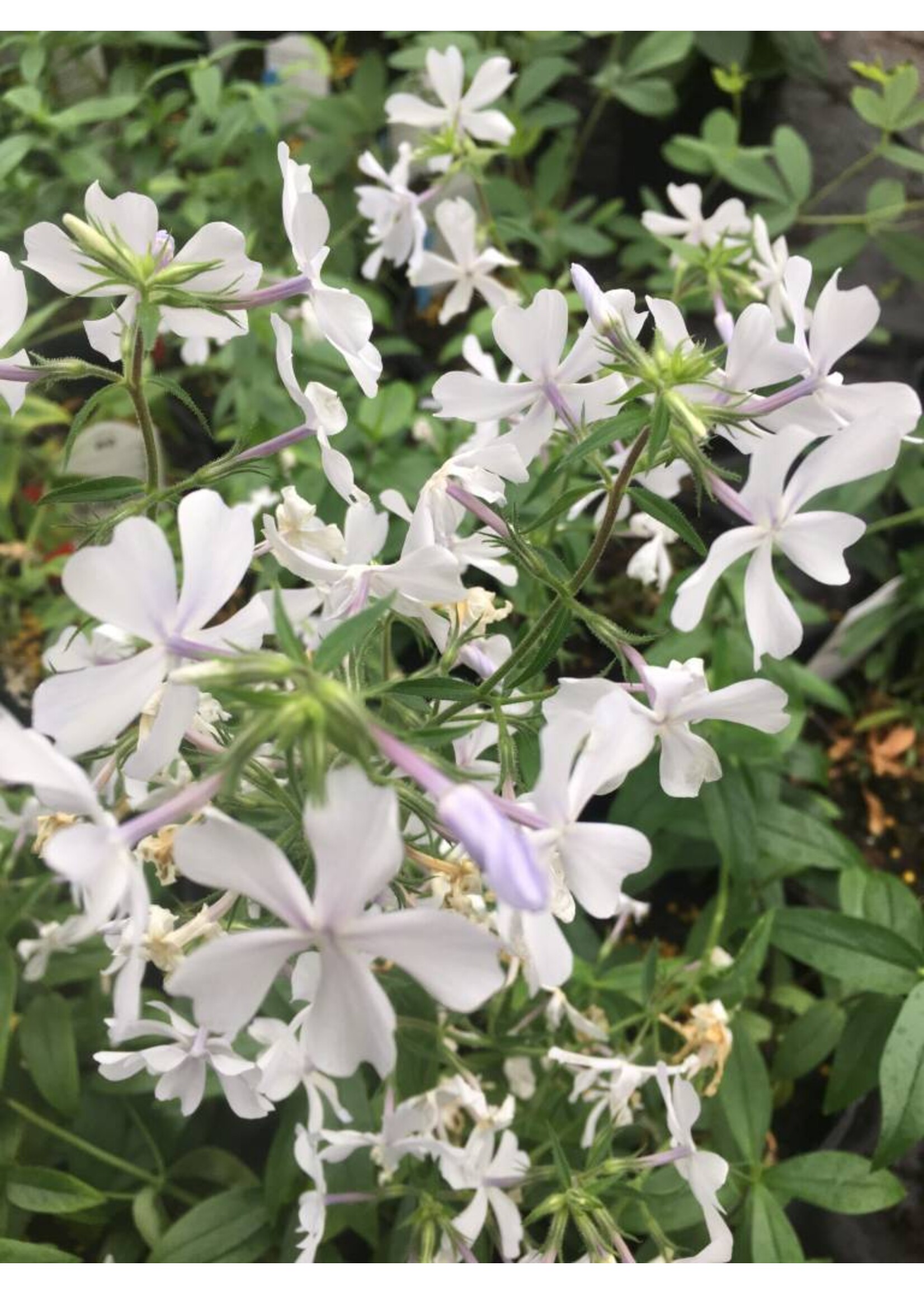 Phlox divar. May Breeze Phlox - May Breeze