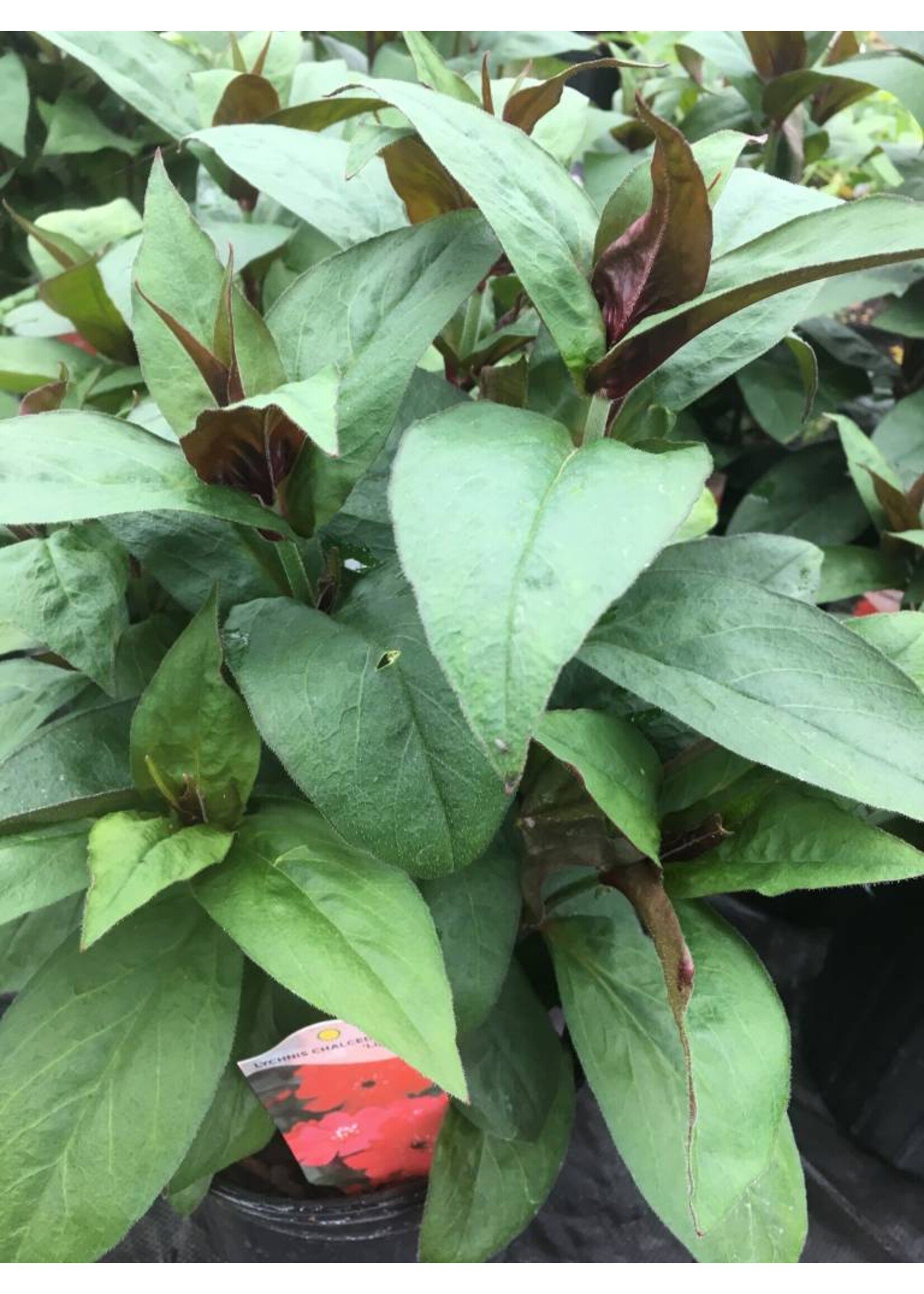 Lychnis Lipstick, Lipstick, #1