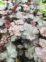 Heuchera x Plum Pudding Coral Bells, Plum Pudding, #1