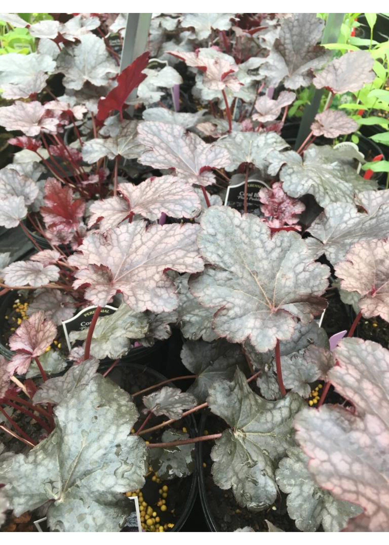 Heuchera x Plum Pudding Coral Bells, Plum Pudding, #1
