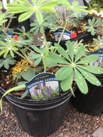Lupinus perennis, Lupine, #1