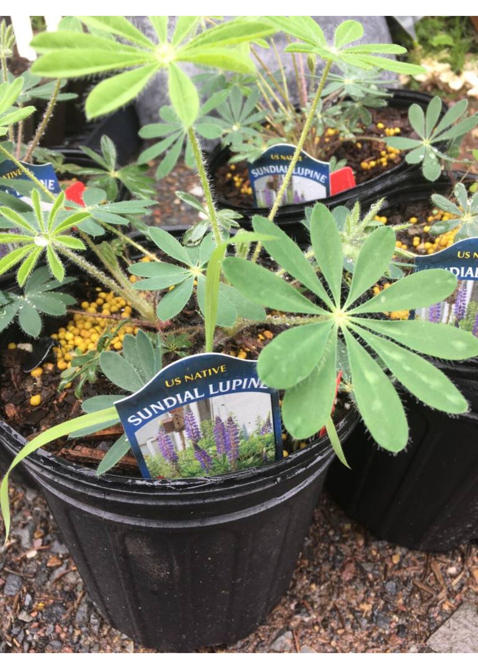 Lupinus perennis, Lupine, #1