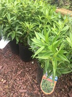 Sarcococca hookeriana humilis Sweetbox, Dwarf, #1