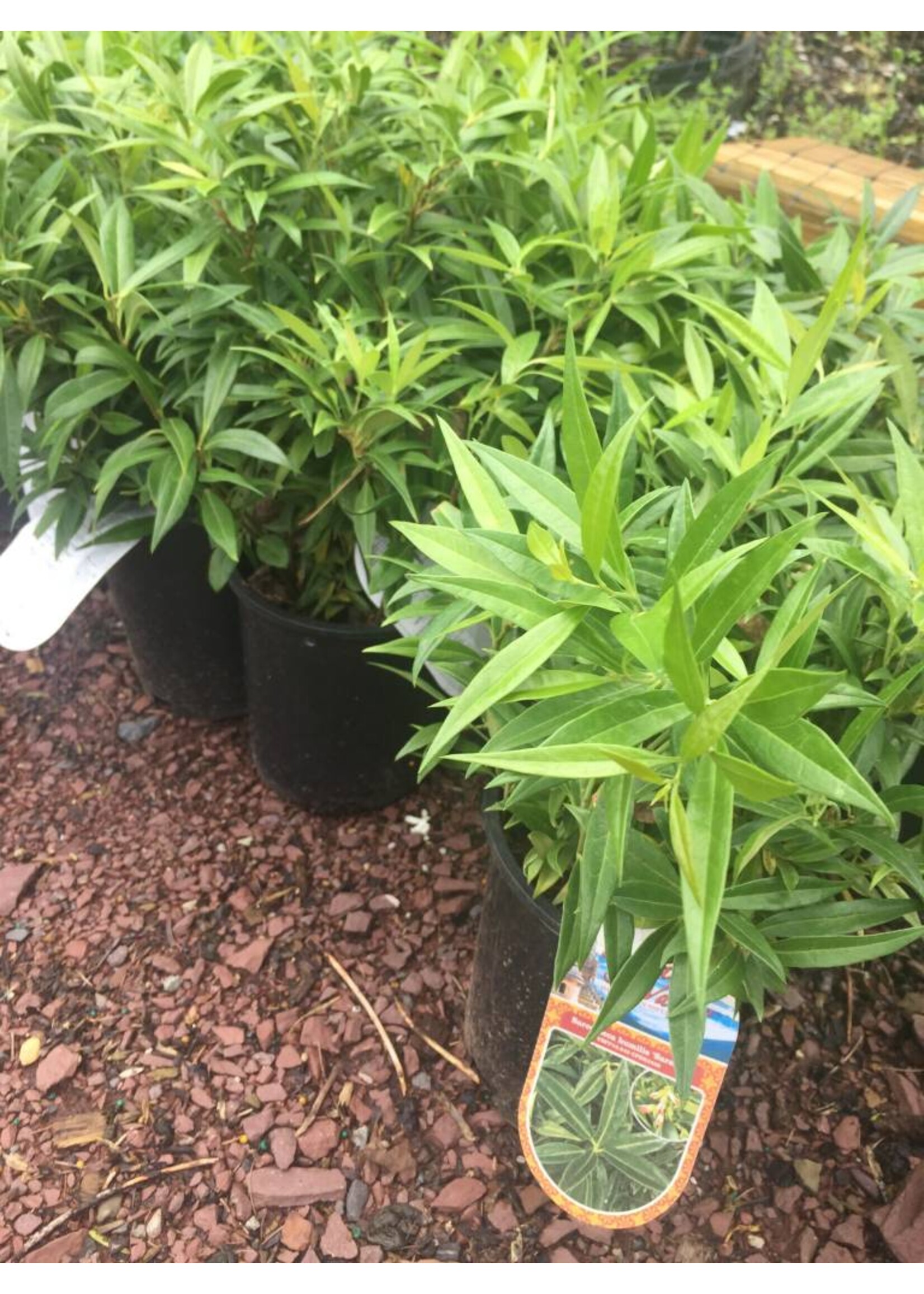 Sarcococca hookeriana humilis Sweetbox, Dwarf, #1